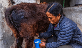 Sujal Dairy blog post